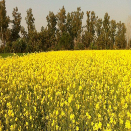 SBJEI-FRESH MUSTARD GREEN LEAVES